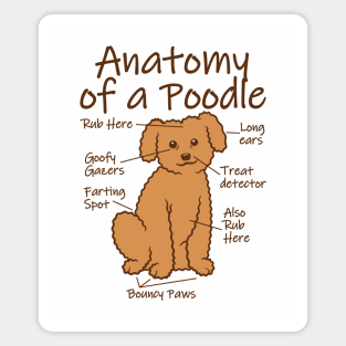 Funny Anatomy Of A Poodle Magnet